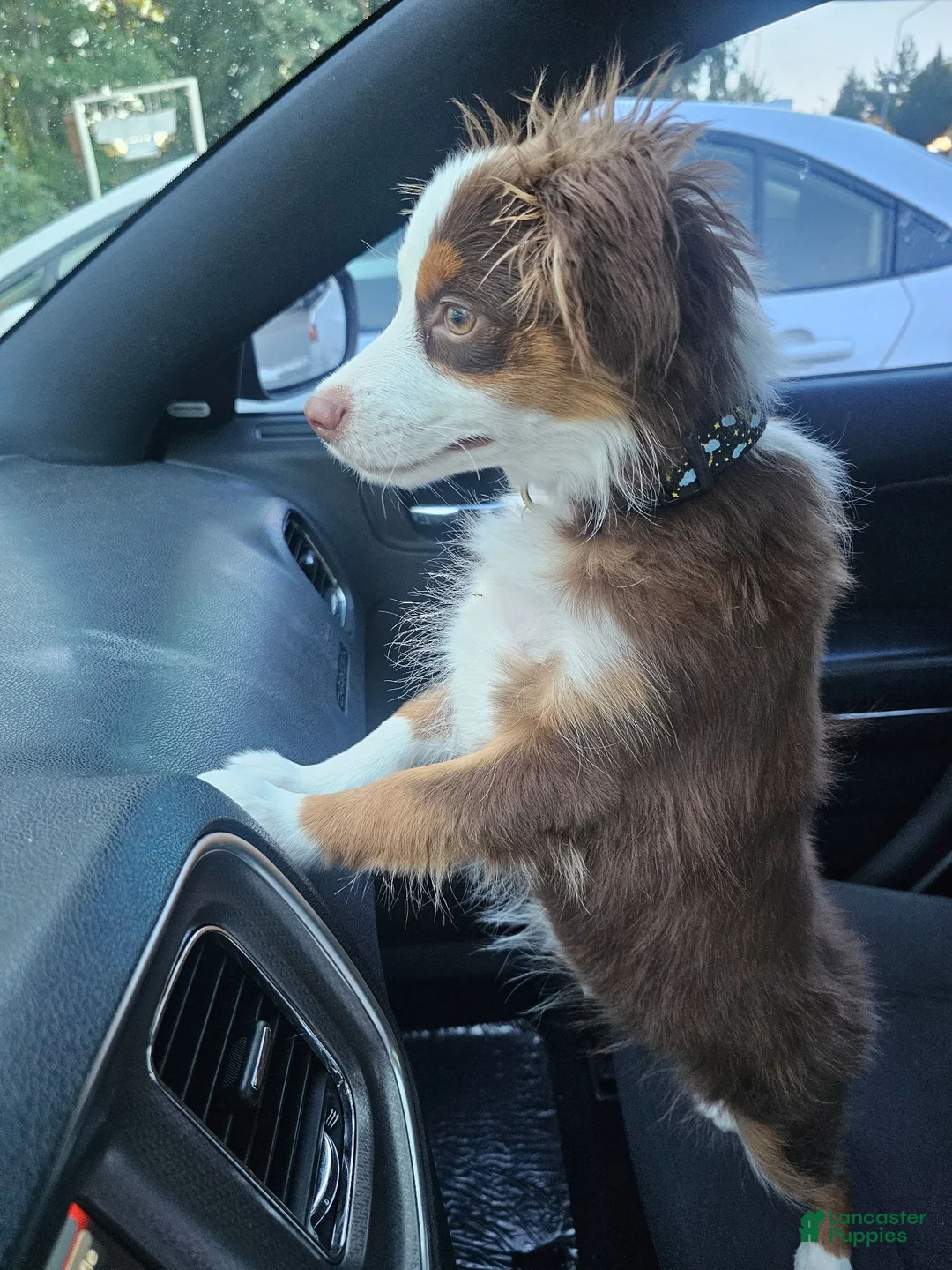 Miniature Australian Shepherd dogs for sale: Taylor - Ad 2