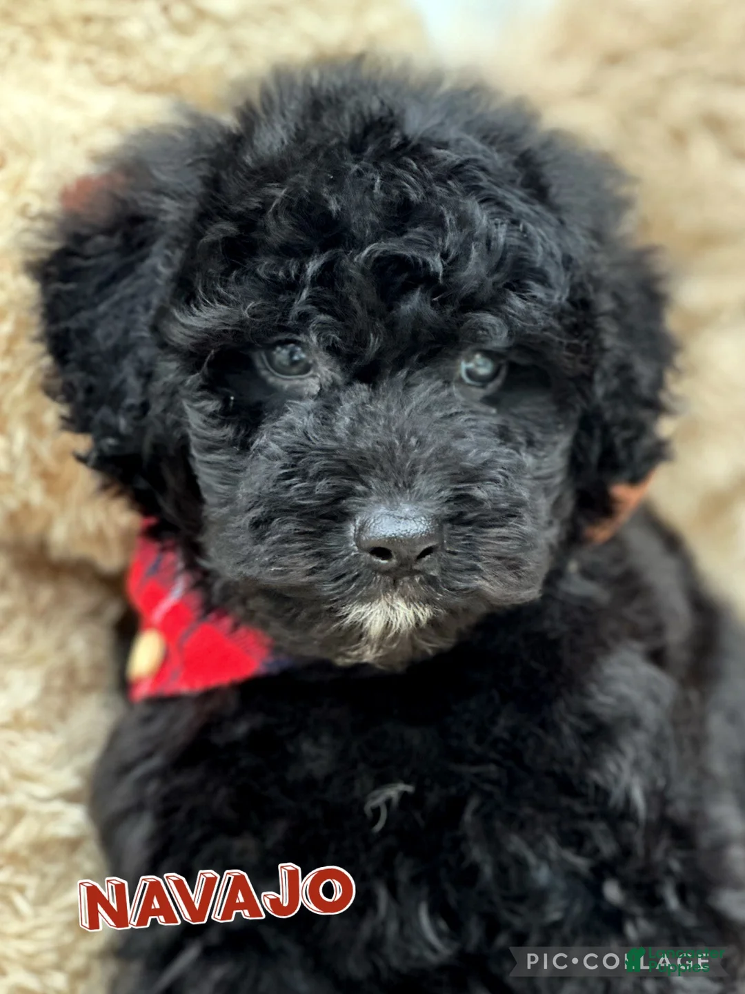 Aussiedoodle dogs for sale: Navajo - Ad 3