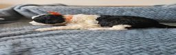 Portuguese Water Dog dogs for sale: Oreo - Ad 2