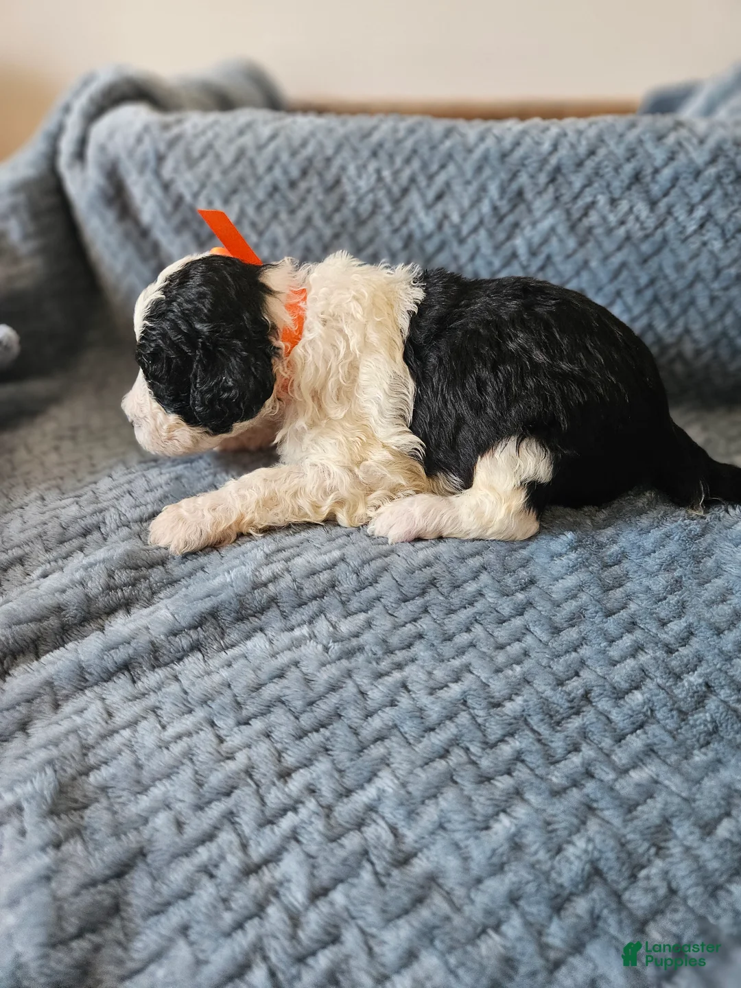 Portuguese Water Dog dogs for sale: Oreo - Ad 2