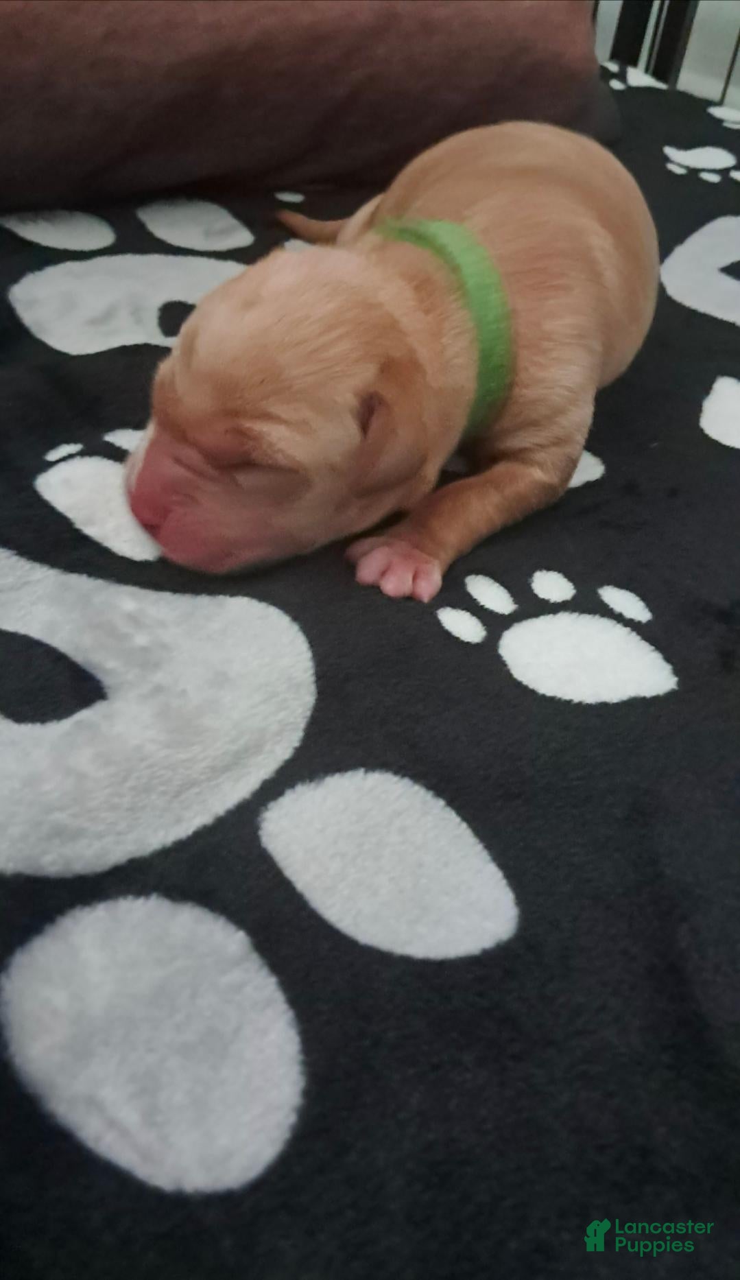 Labrador Retriever dogs Labrador Retriever 5 - Ad 31