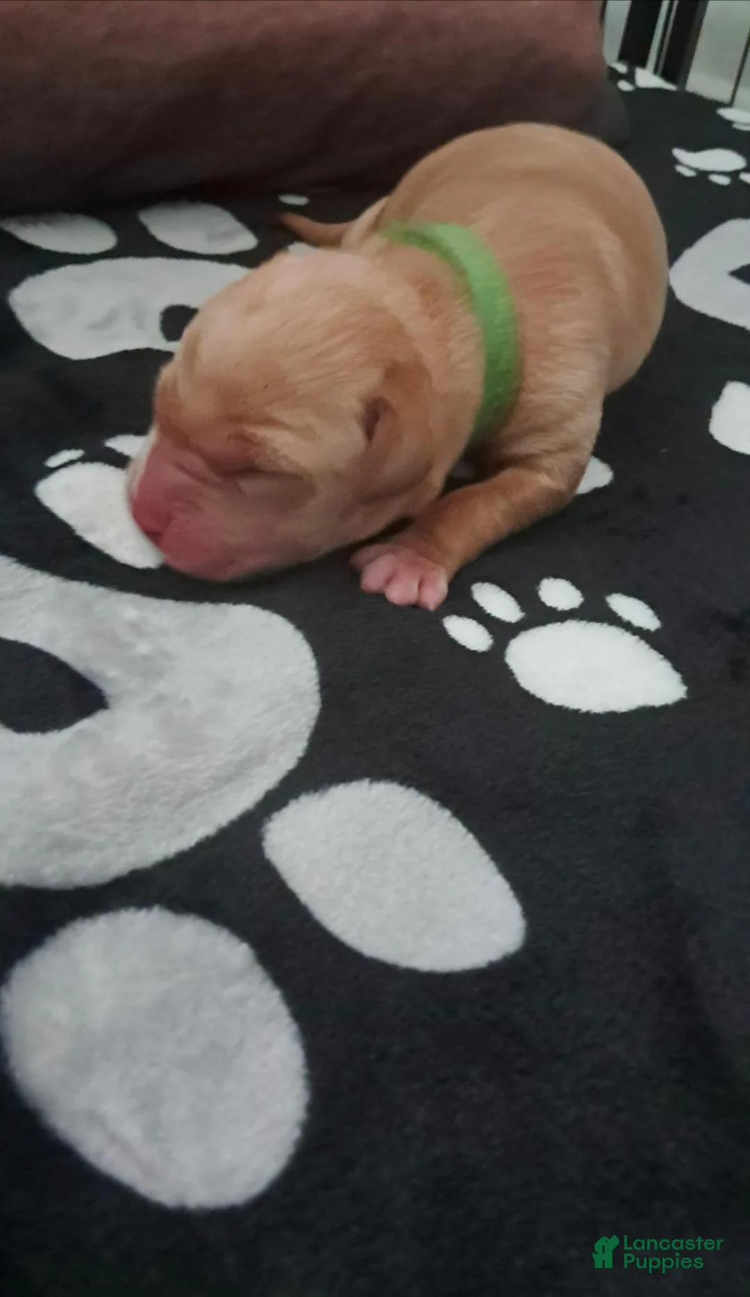 Labrador Retriever dogs for sale: Labrador Retriever 5 - Ad 1