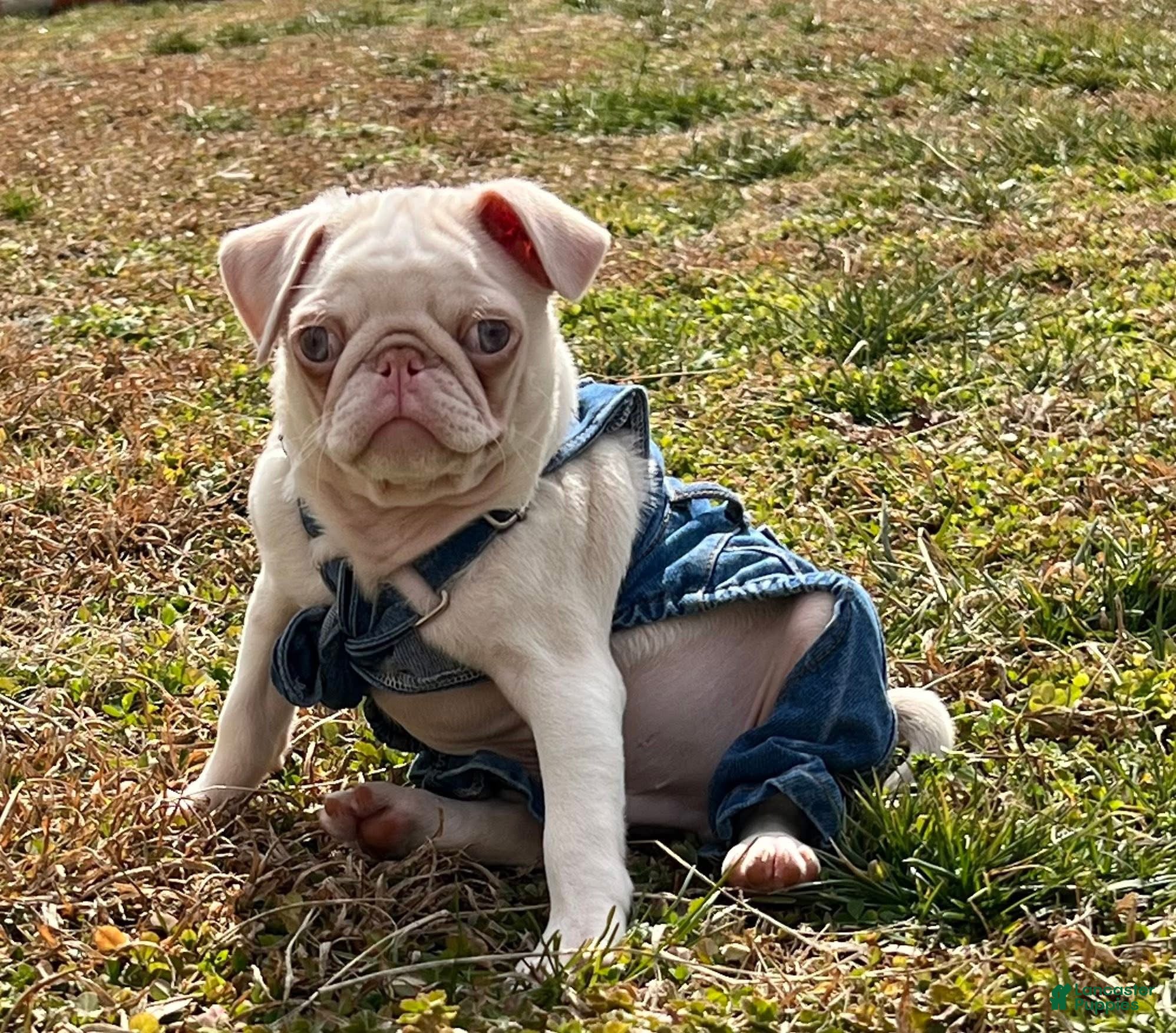 Pug dogs Pug Puppy 1 - Ad 21