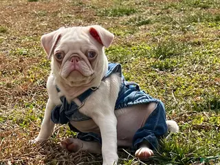 Pug dogs Pug Puppy 1 - Ad 21