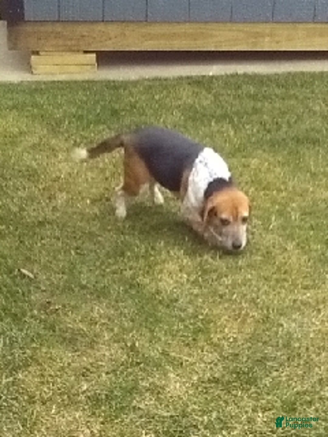 Beaglier dogs for sale: Jane - Ad 6