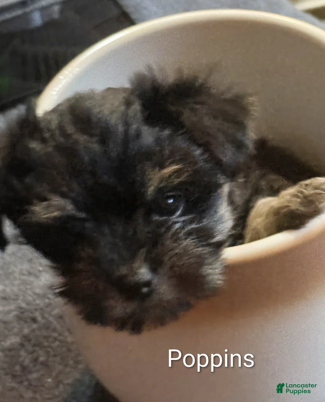 Mixed Breed dogs for sale: Mixed Breed 2 - Ad 1