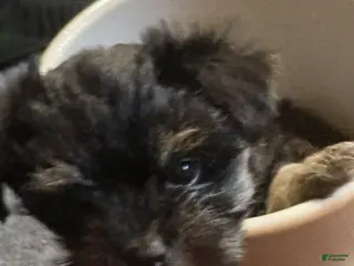 Mixed Breed dogs Mixed Breed 2 - Ad 30
