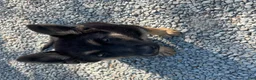 German Shepherd dogs for sale: German Shepherd Puppy 1 - Ad 2