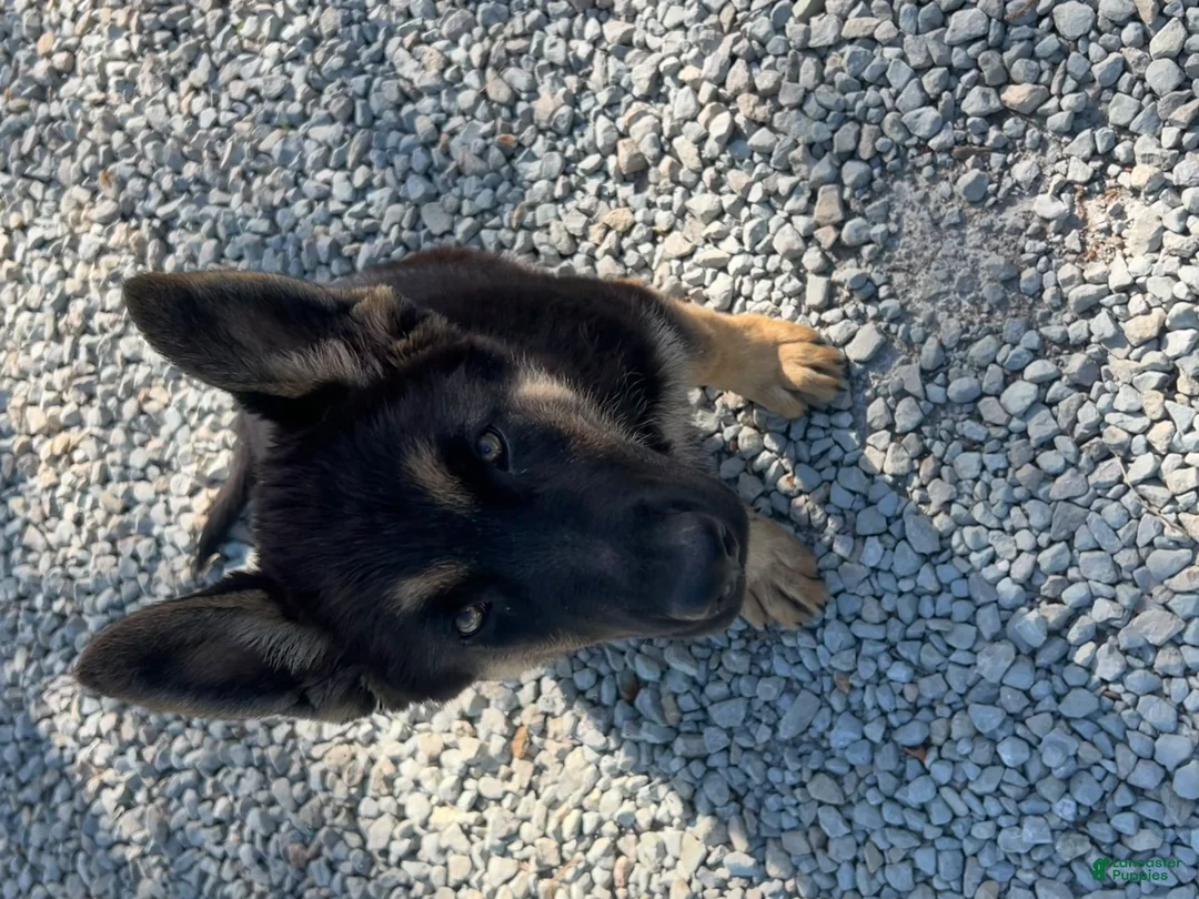 German Shepherd dogs for sale: German Shepherd Puppy 1 - Ad 2