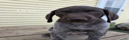 German Shorthaired Pointer dogs for sale: Orion - Ad 3