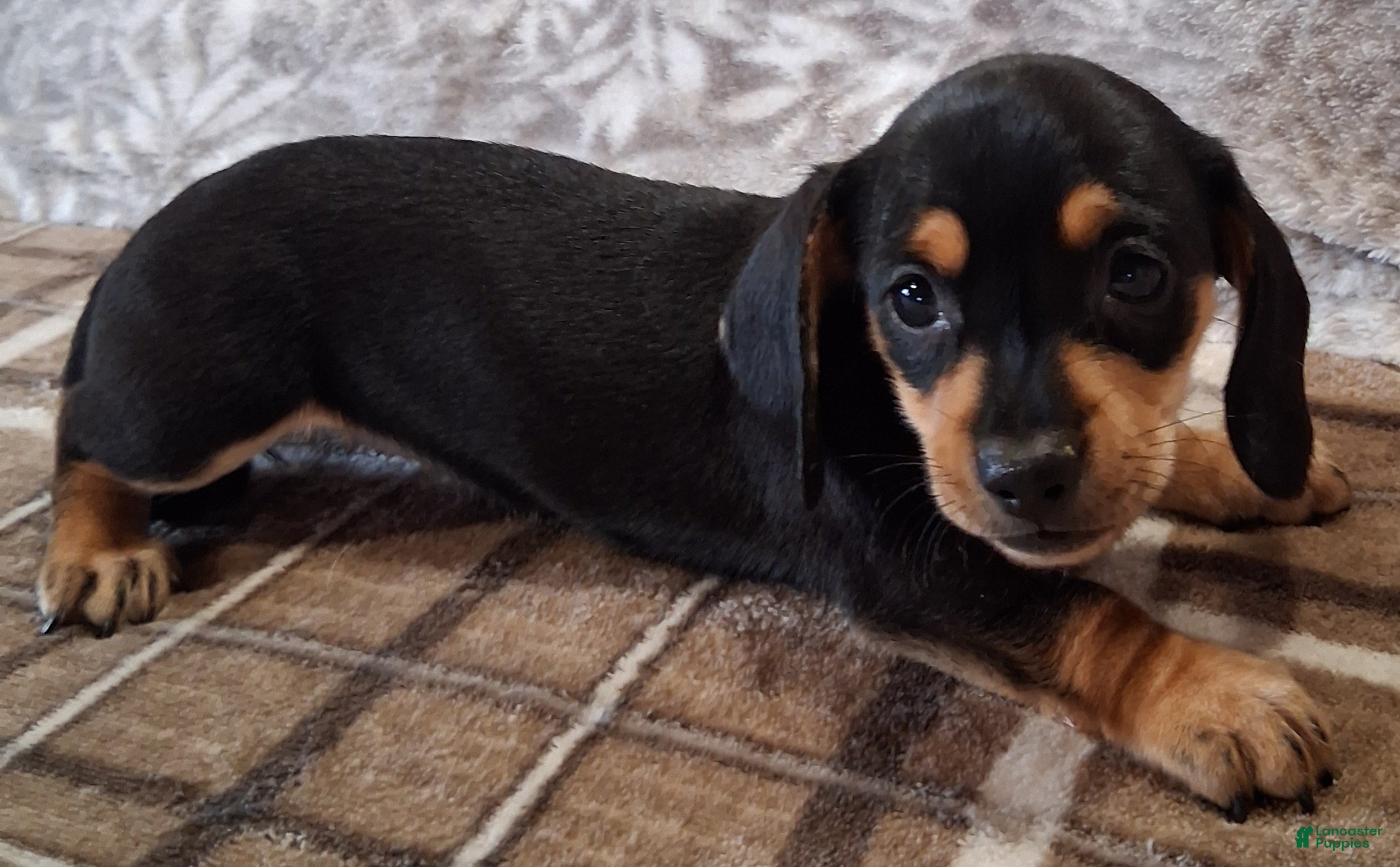 Miniature Dachshund dogs Sonni - Ad 1