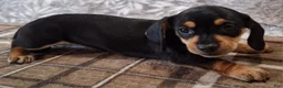 Miniature Dachshund dogs for sale: Sonni - Ad 1