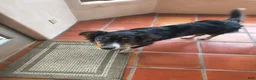 Border Collie dogs for sale: Tank - Ad 1