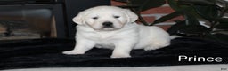 Golden Retriever dogs for sale: Prince - Ad 3