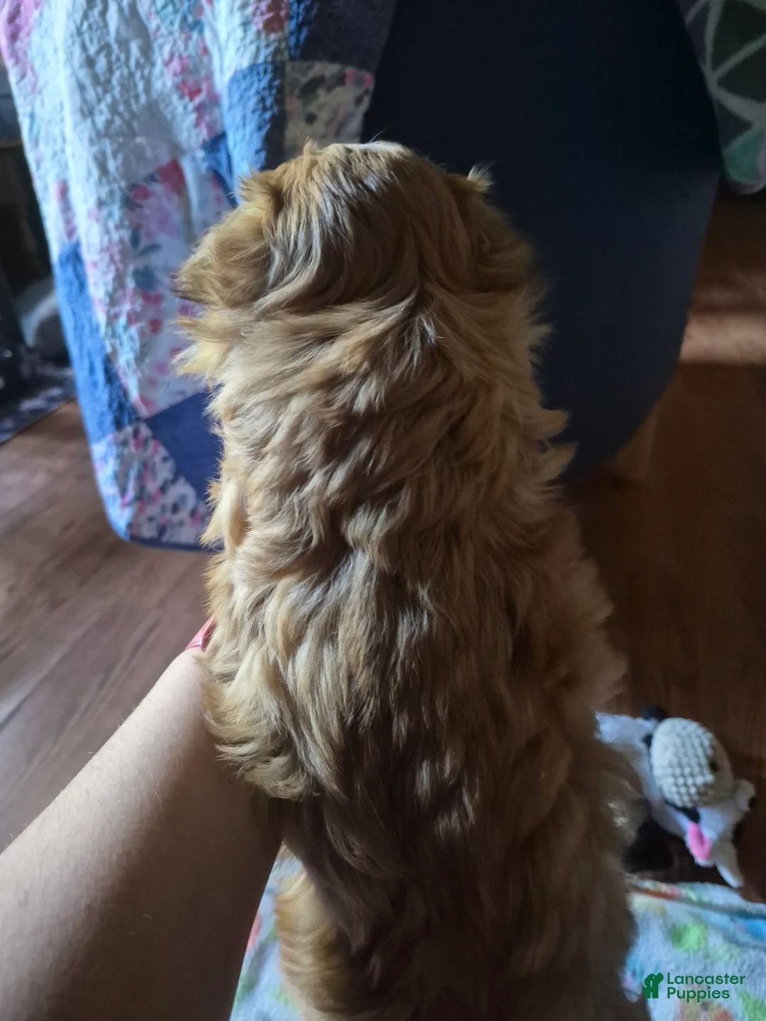 Shih Tzu dogs for sale: Jackson - Ad 2