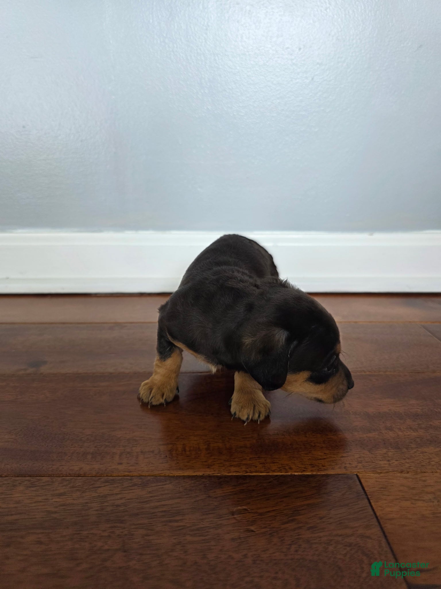 Miniature Dachshund dogs Kim  - Ad 20