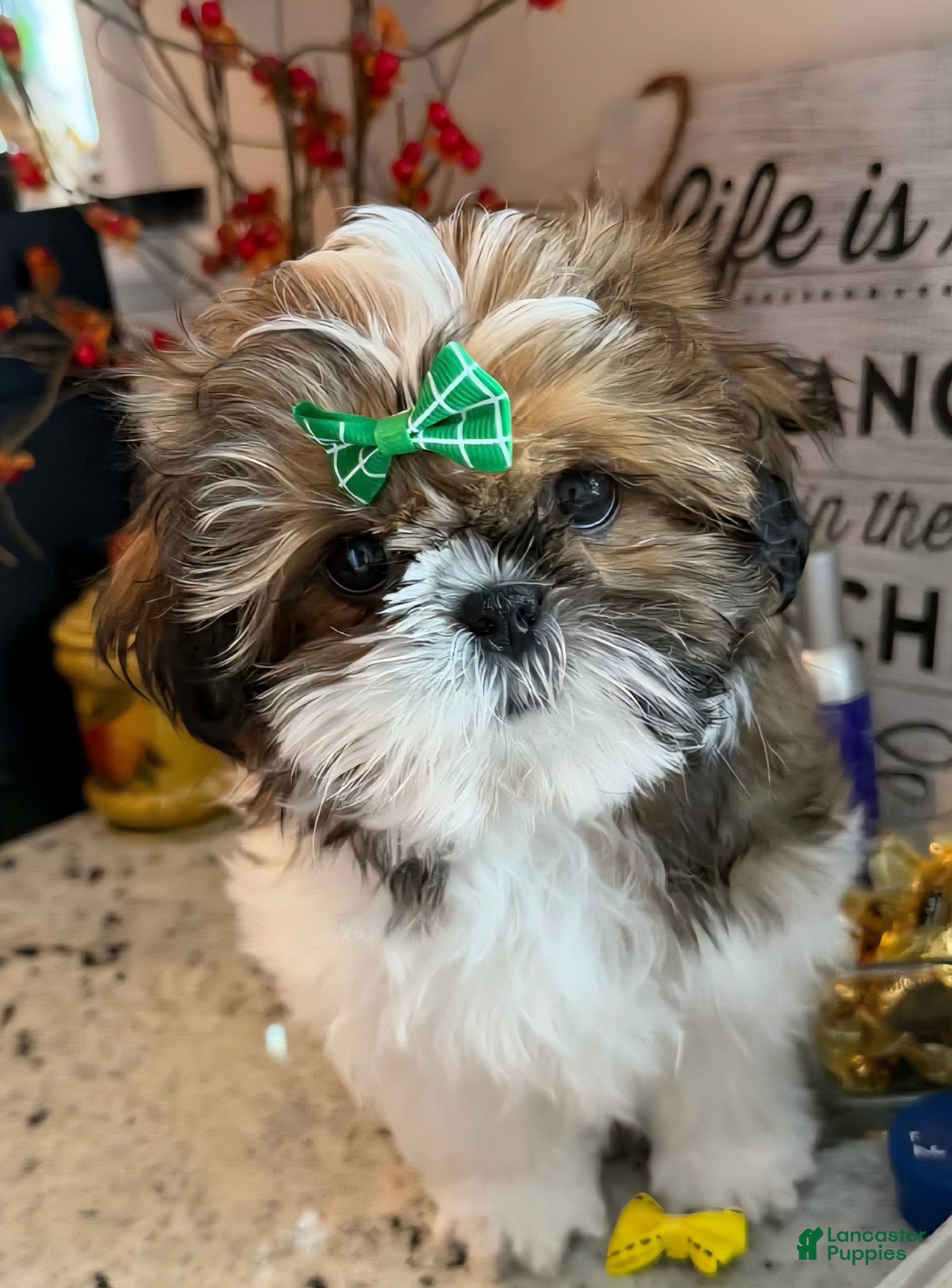 Shih Tzu dogs Waylon - Ad 2