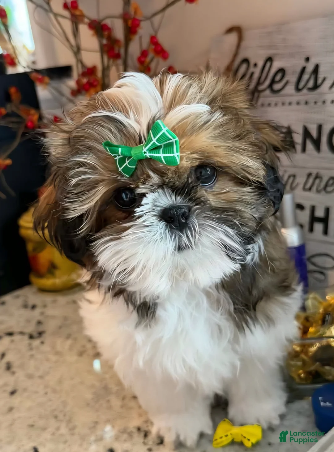 Shih Tzu dogs for sale: Dallas - Ad 2