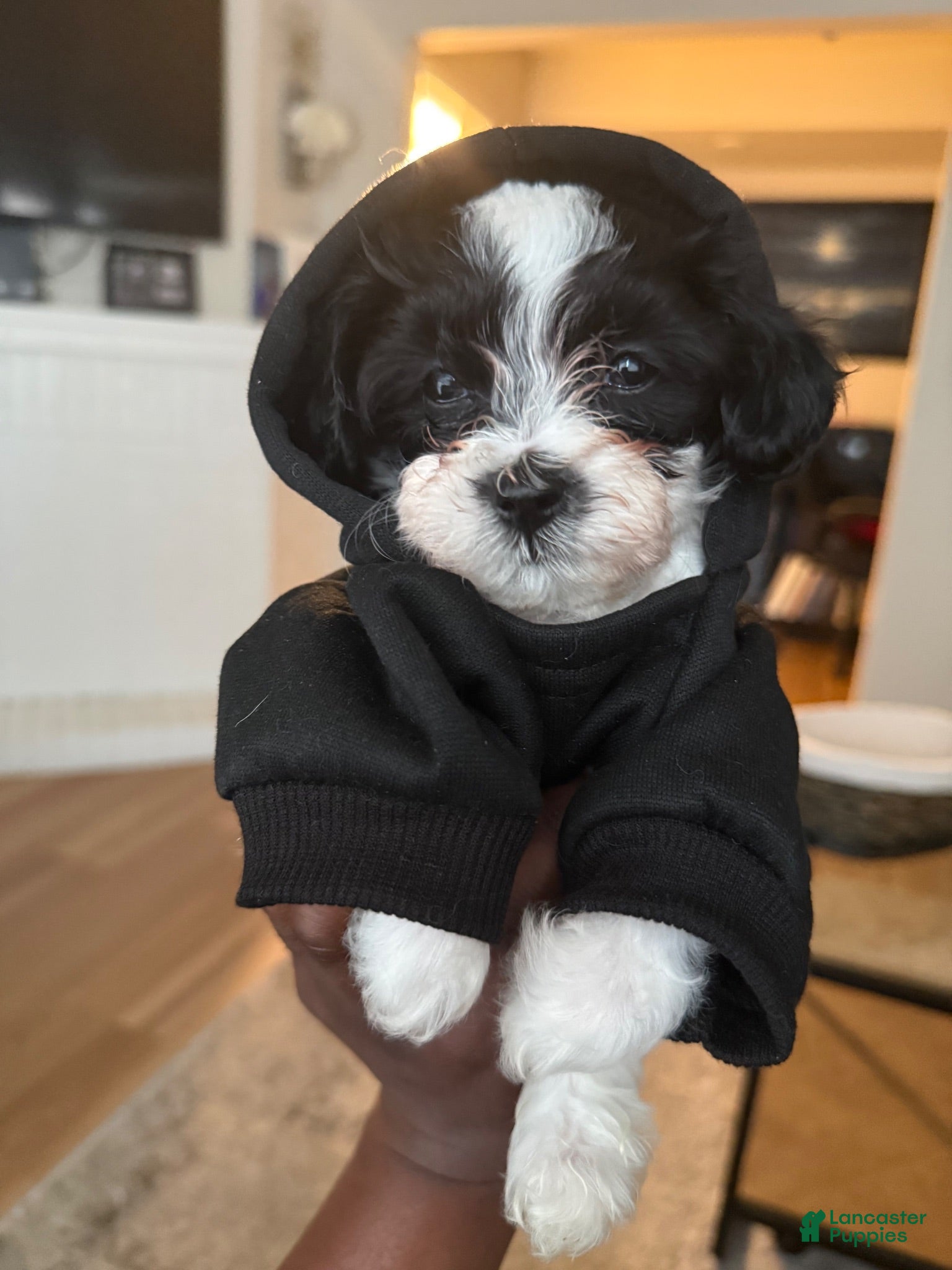 Bichpoo dogs Bichpoo 3 - Ad 1
