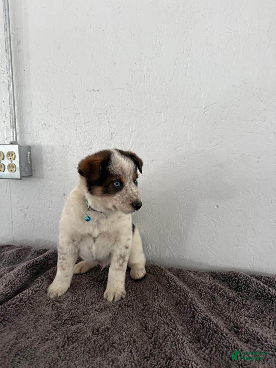 Mixed Breed dogs for sale: Bluey - Ad 4