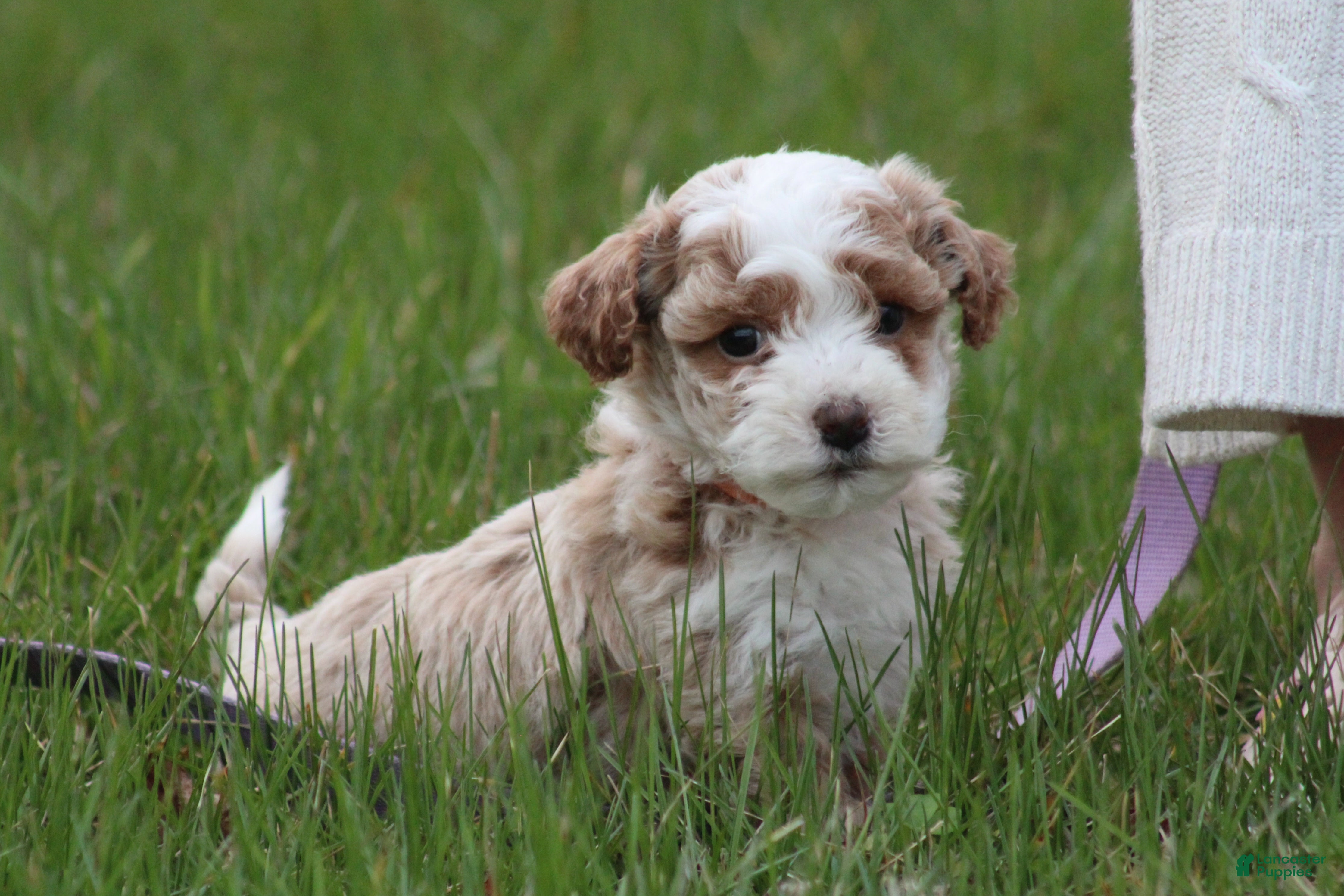 Bichpoo dogs Ryder - Ad 2