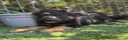 German Shepherd dogs for sale: German Shepherd 5 - Ad 3