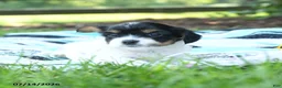 Mixed Breed dogs for sale: Leo - Ad 3