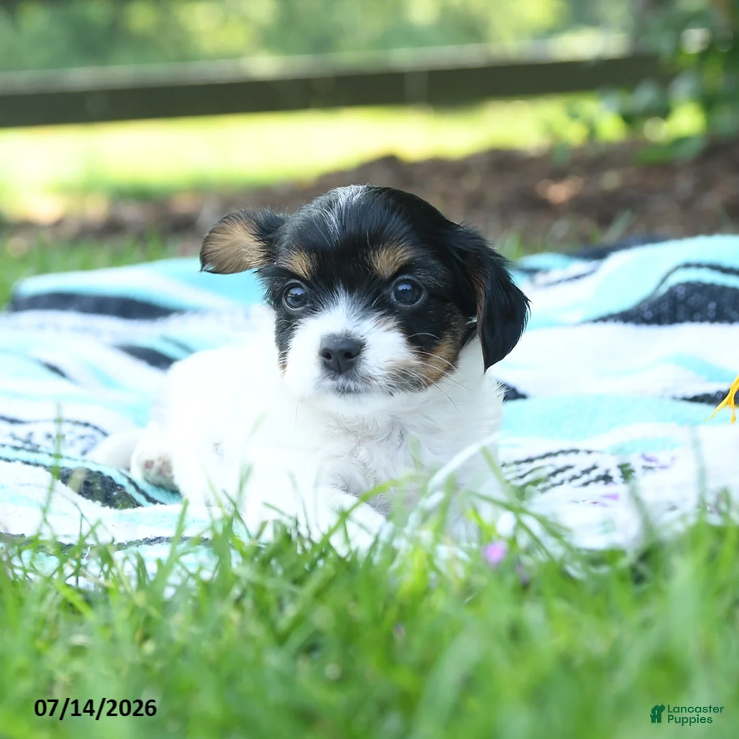 Mixed Breed dogs for sale: Leo - Ad 3