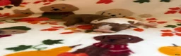 Boston Terrier dogs for sale: Boston Terrier 2 - Ad 2