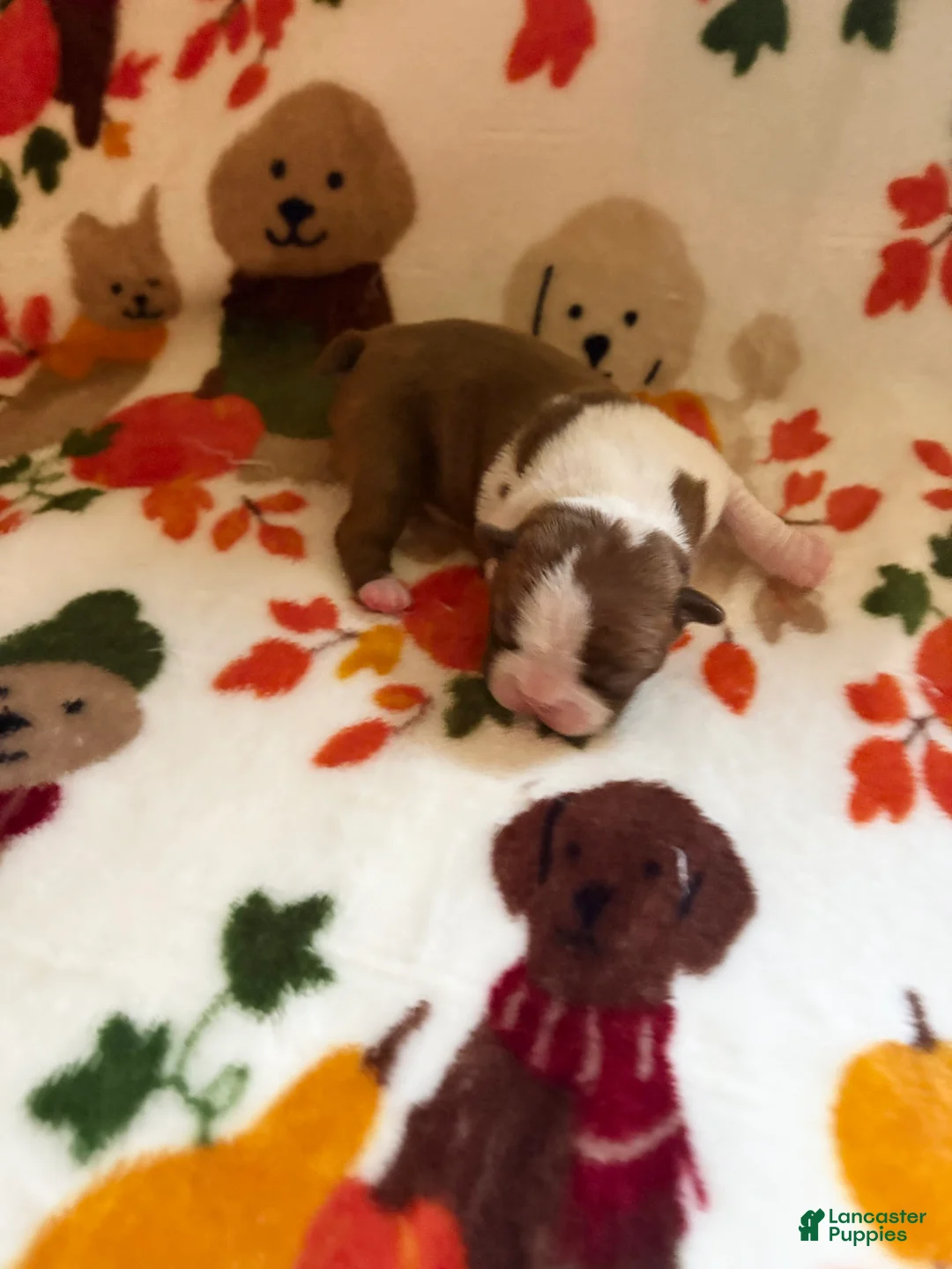 Boston Terrier dogs for sale: Boston Terrier 2 - Ad 2