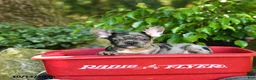 French Bulldog dogs for sale: Charlie - Ad 5
