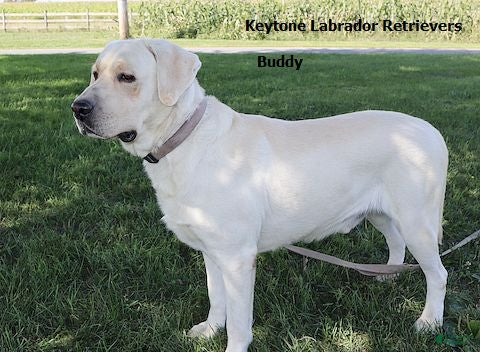 Labrador Retriever dogs Buddy - Champ lines - Ad 1