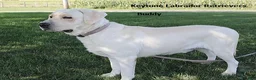Labrador Retriever dogs for sale: Buddy - Champ lines - Ad 1