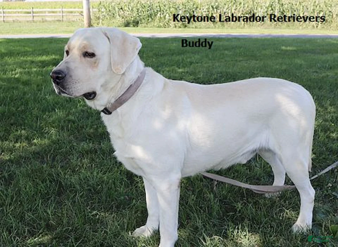 Labrador Retriever dogs for sale: Buddy - Champ lines - Ad 1