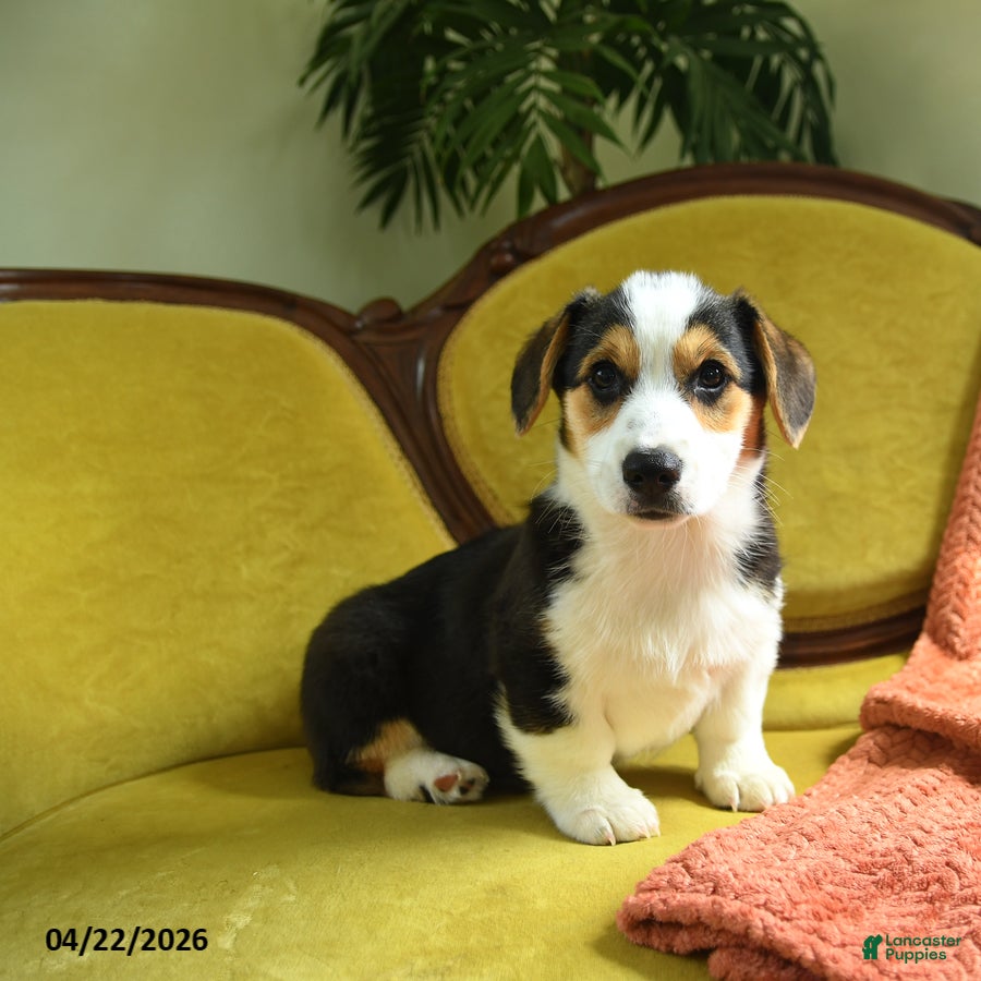 Welsh Corgi Pembroke dogs Tigger - Ad 1