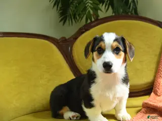 Welsh Corgi Pembroke dogs for sale: Tigger - Ad 4