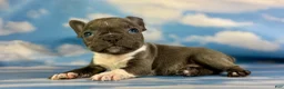 Frenchton dogs for sale: Lorenzo - Ad 8