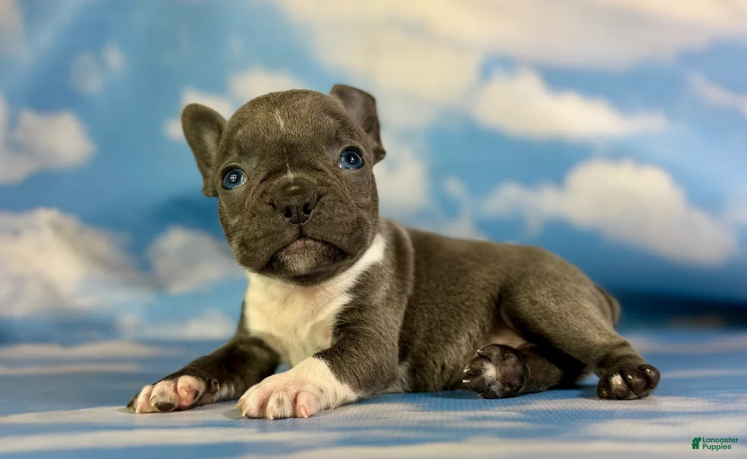 Frenchton dogs for sale: Lorenzo - Ad 8