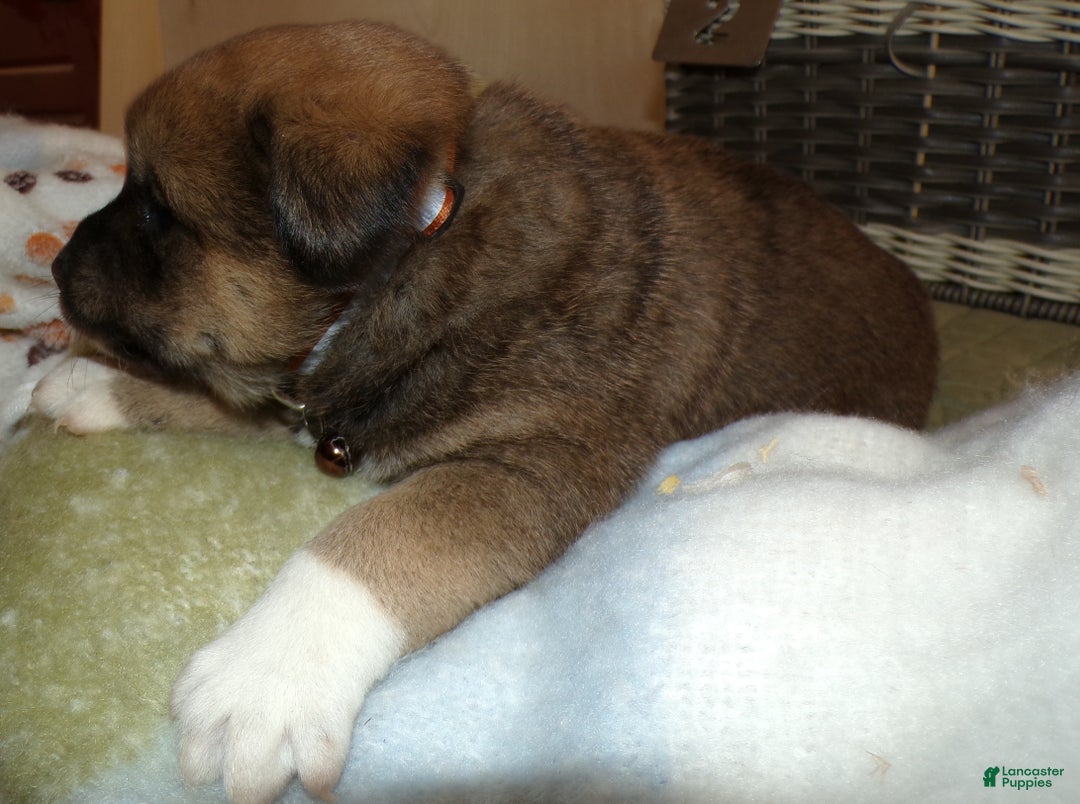 Border Collie dogs for sale: Border Collie Puppy 3 Miranda - Ad 5