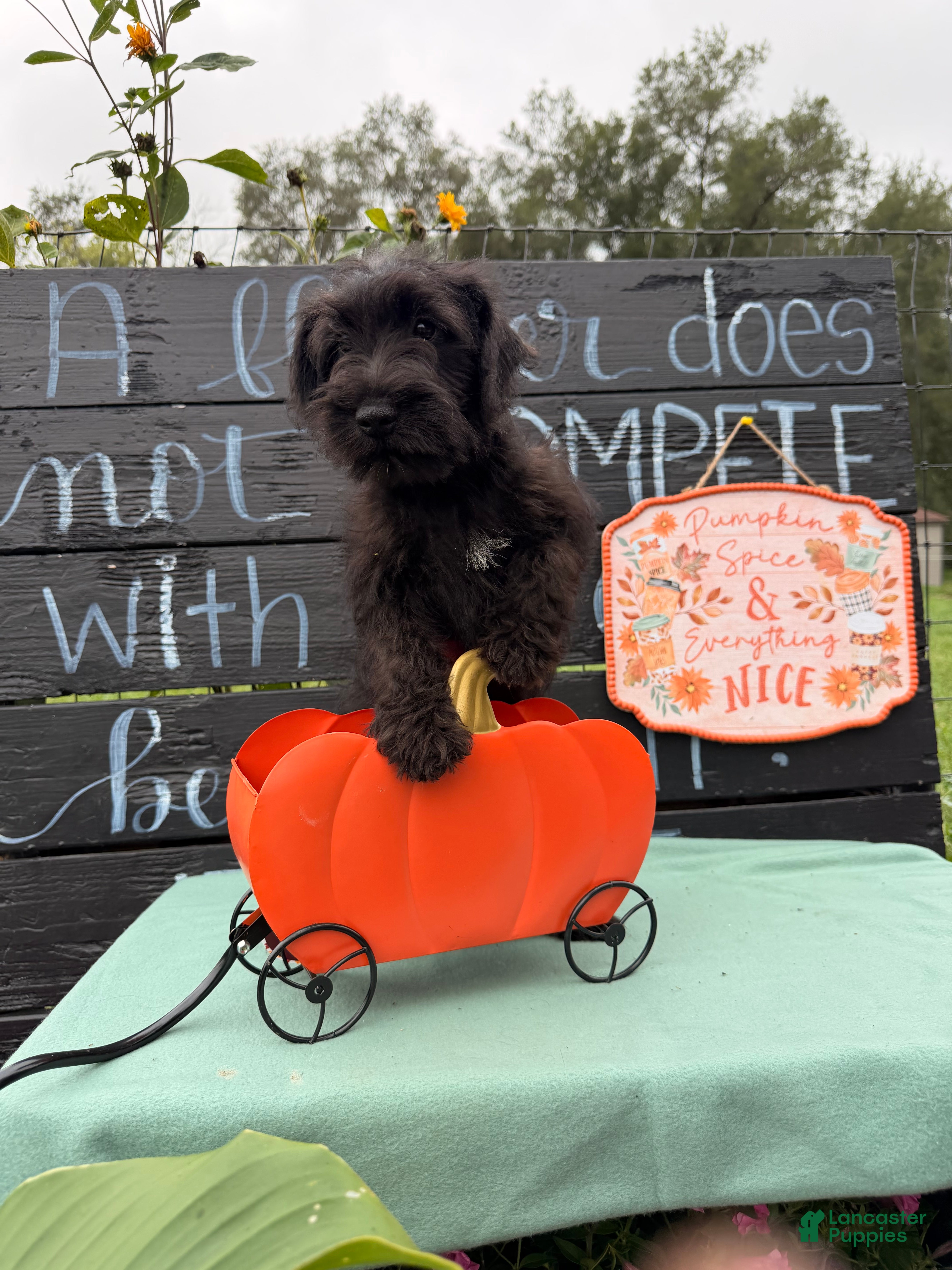 Miniature Schnauzer