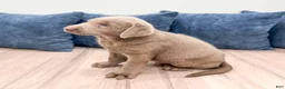 Labrador Retriever dogs for sale: Cola - Ad 4