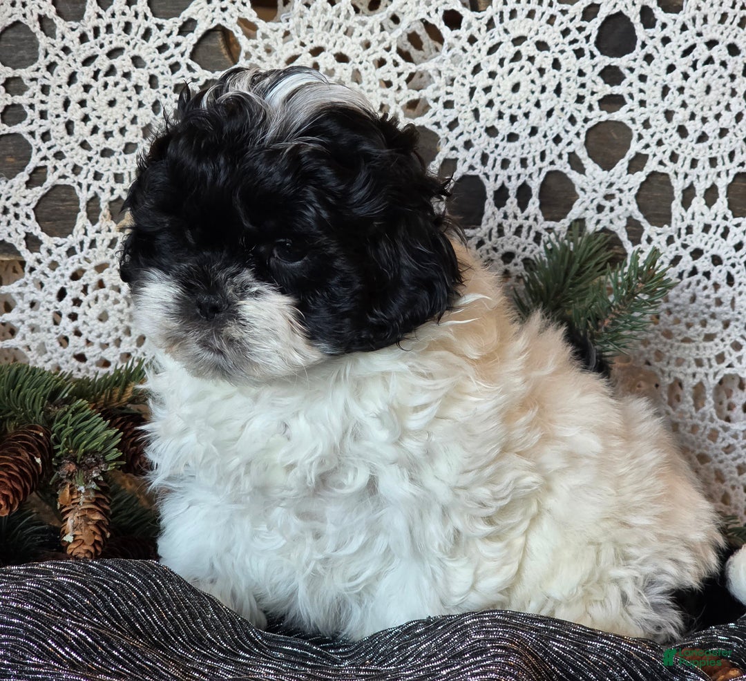 Shihpoo dogs for sale: Jorge - Ad 4
