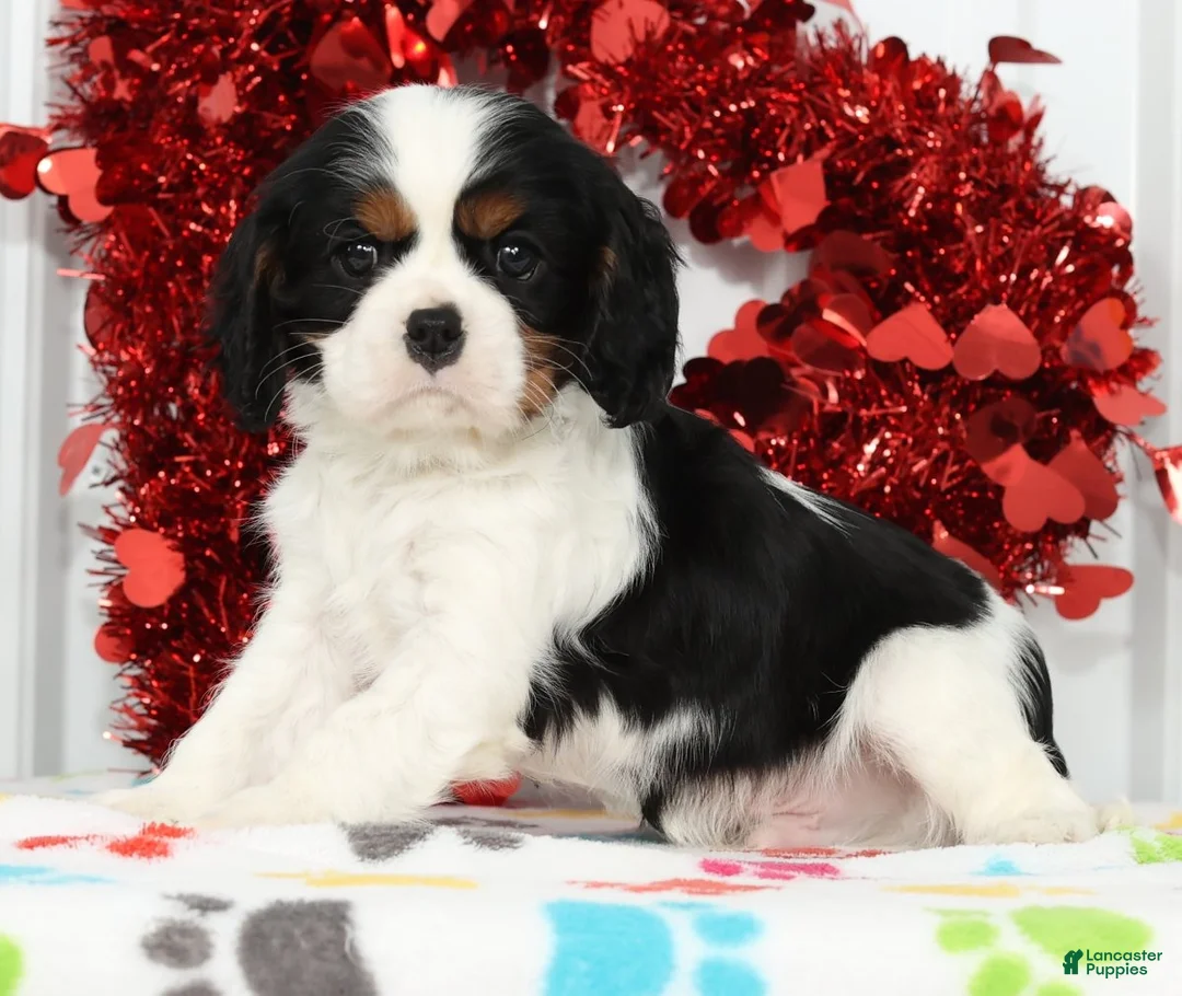 Cavalier King Charles Spaniel dogs for sale: Ranger - Ad 3
