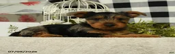 Yorkshire Terrier dogs for sale: Avalon - Ad 4