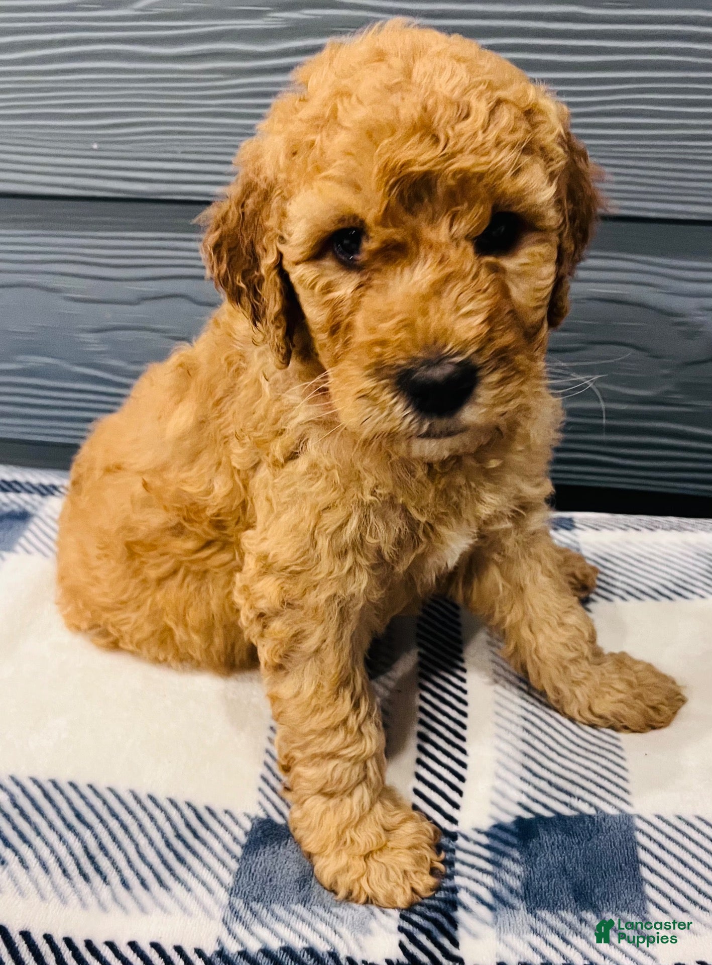 Goldendoodle dogs for sale: Goldendoodle 1 - Ad 1