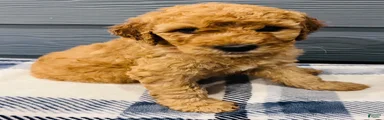 Goldendoodle 1