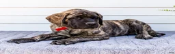 English Mastiff dogs for sale: Max - Ad 11