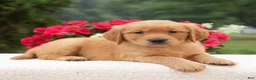 Golden Retriever dogs for sale: Kiana  - Ad 4