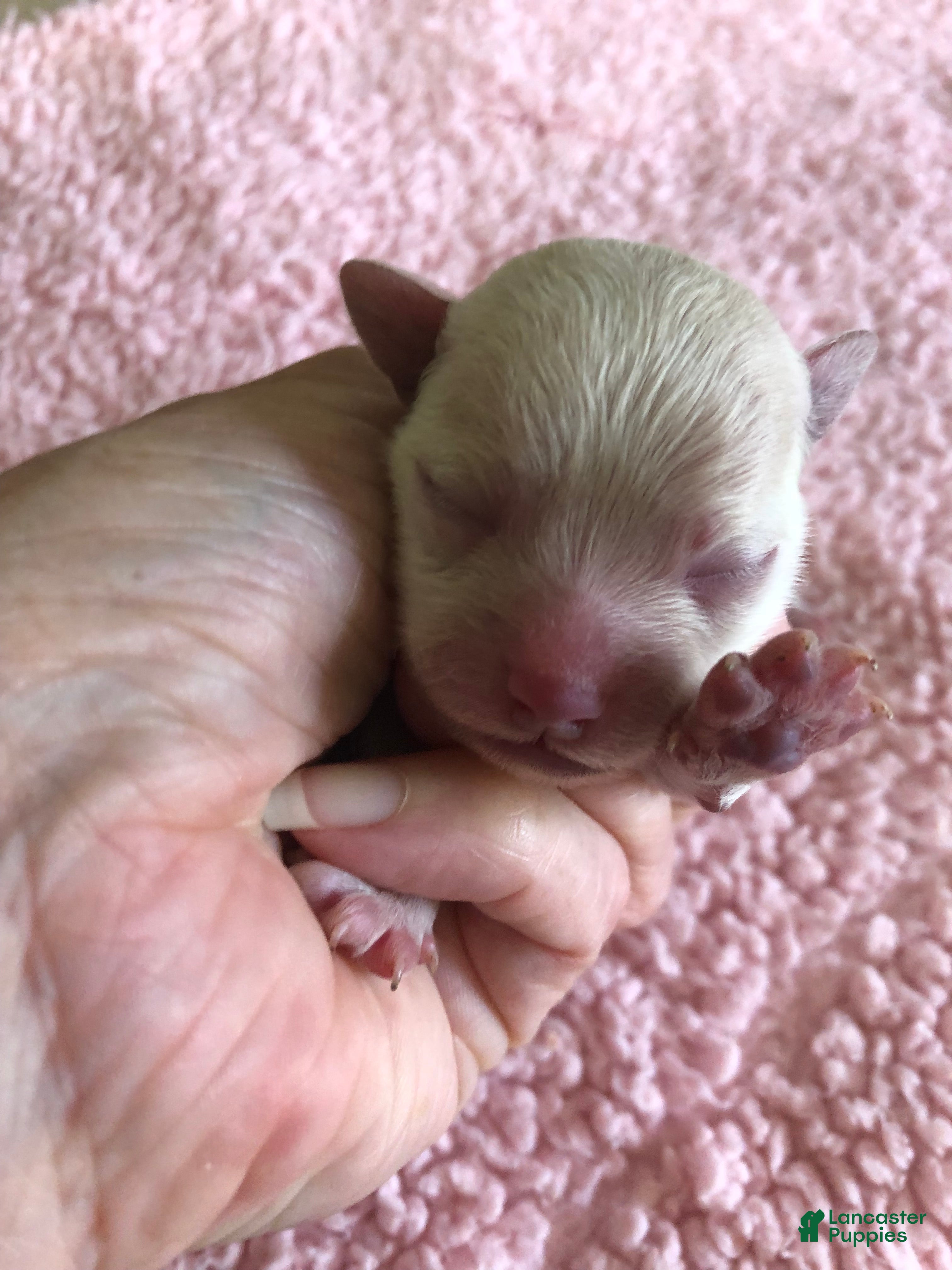 Maltipoo dogs Maddie - Ad 9