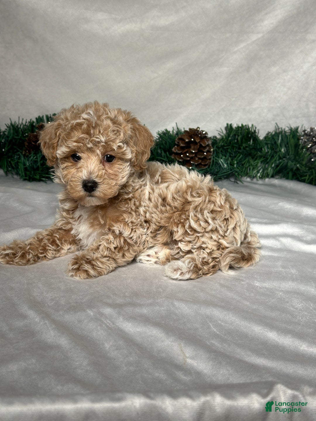 Bichpoo dogs for sale: Heidi - Ad 5
